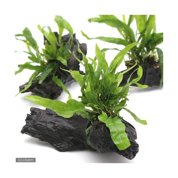 ij~N\E@vevX@i[t@؁@rrTCYiP{jiPOj