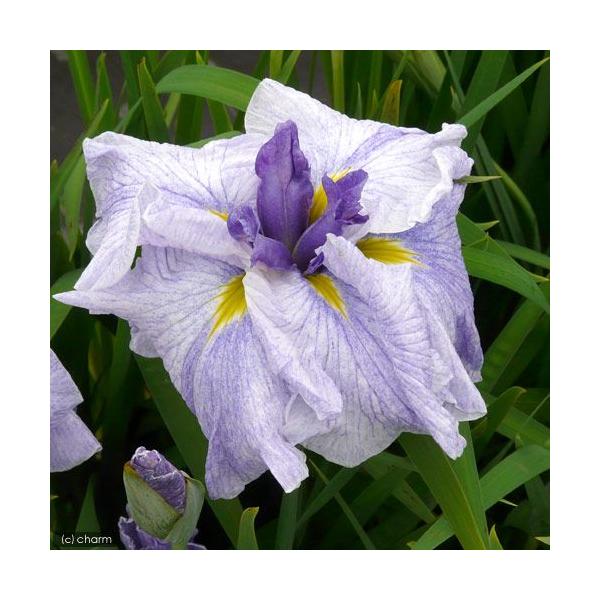 irIg[vjA@ԏҊ@Ԃ̘IiIoimcjnnؘZpԁ@iP|bgjixԁj