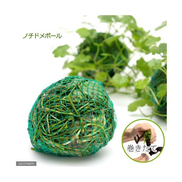 ijā@m`h{[itji_jiPj