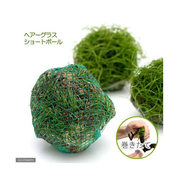 ijā@wA[OX@V[g{[itji_jiPj