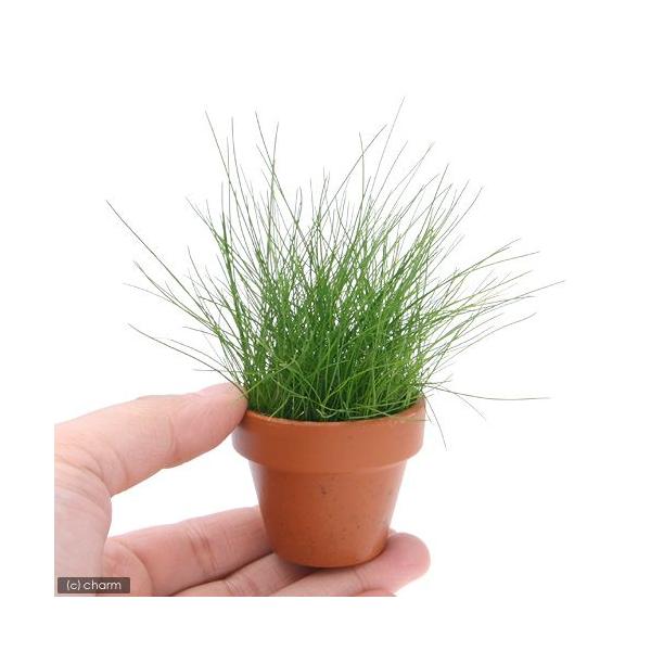 ij~jfĂ@wA[OX@V[gitji_jiPj