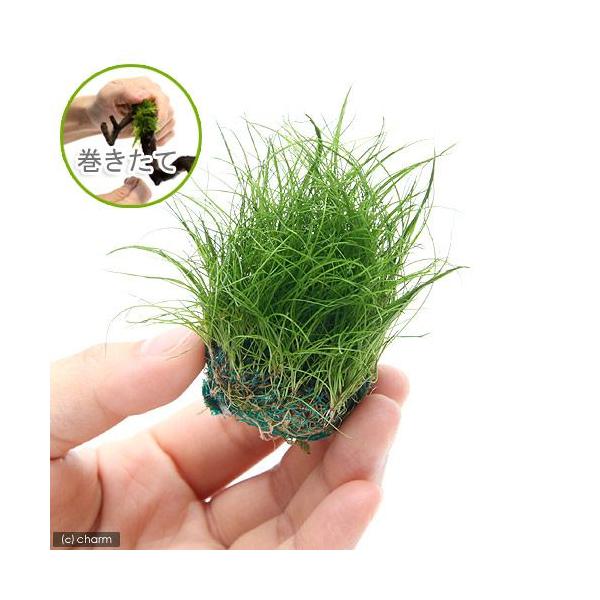 ijā@wA[OX@V[g{[itji_jiRj