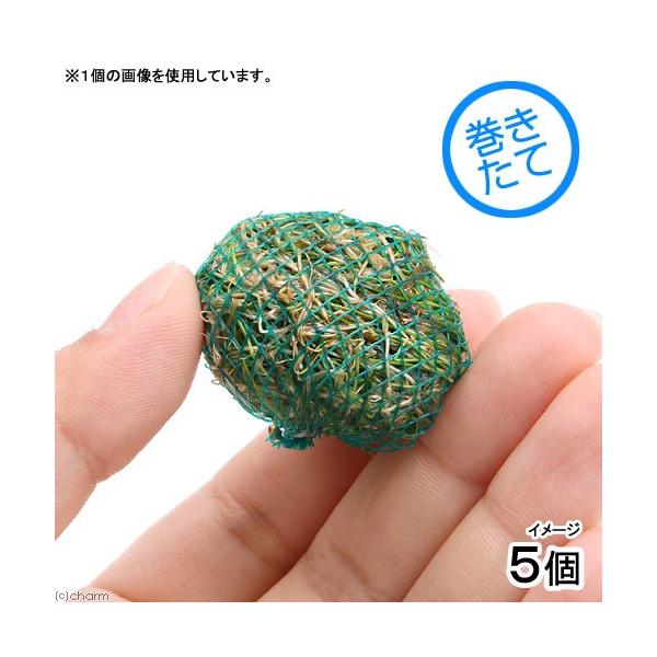 ijā@wA[OX@V[g{[itji_jiTj