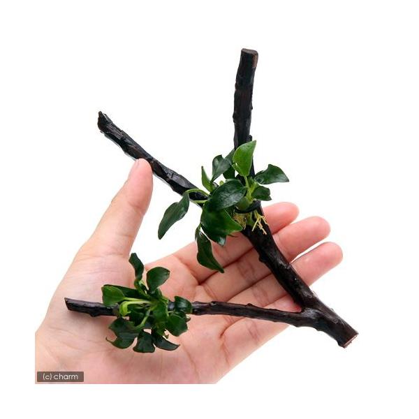 ijAkrAXii@v`@}󗬖؁iPO`j@rTCY@itjiP{j