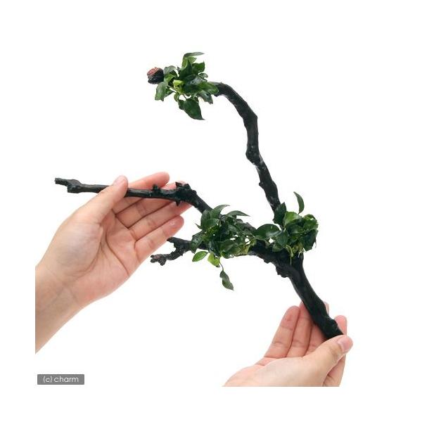 ijAkrAXii@v`@}󗬖؁@lTCYiQO`jitjiP{j