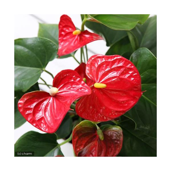 観葉植物　園芸　ガーデニング　ビバリウム　アクアテラリウム　パルダリウム　サトイモ　アンスリウム　アンスリューム　Anthurium　andreanum　Sierra(R)　花　苗　アンスリウムシリーズ　20110323　ＨＴ　cimwos...