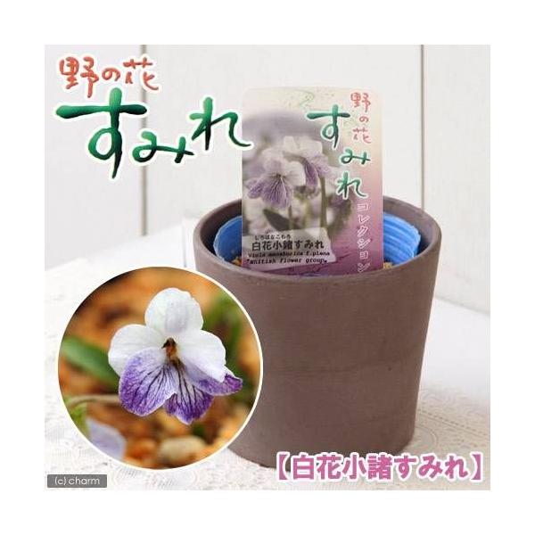 iR쑐jX~i俁jVoiRX~iԏ俁jQDT`RiP|bgjixԁj