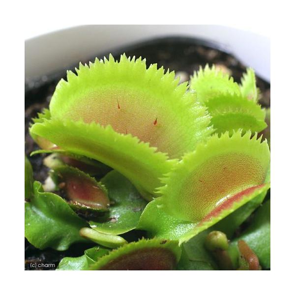 iHAjnGg\E@uXggD[X@QDT`RiP|bgjixԁj