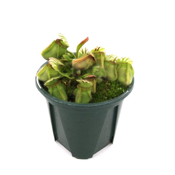 チャーム（charm） （食虫植物）セファロタス フォリキュラリス 3〜3
