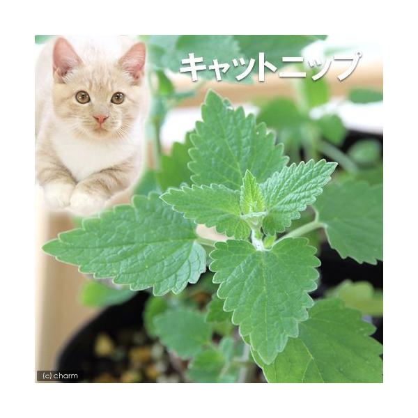 （観葉植物）ハーブ苗　キャットニップ　コモン　３号（１ポット）　猫草　家庭菜園