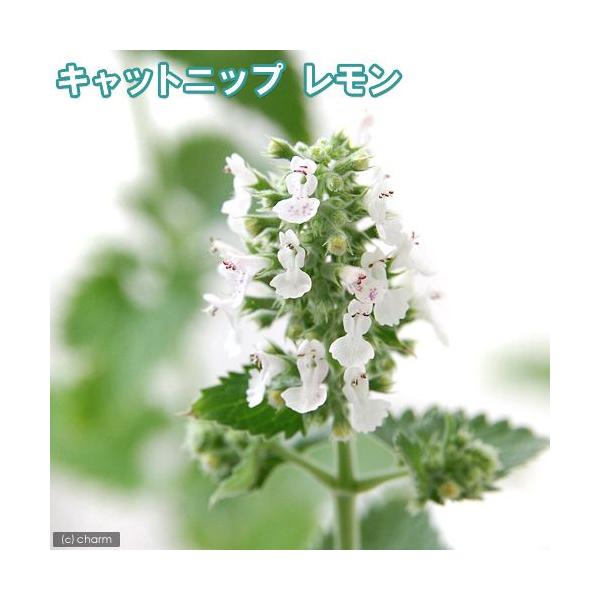 _neko　_gardening　ガーデニング　猫用品　犬用品　サプリメント　猫草　キャットニップ　西洋マタタビ　イヌハッカ　ニャンコ大好きハーブ　ハーブ　苗　herbpot_series　ugiwroq　植物　植物生体　ガーデニング生体　...