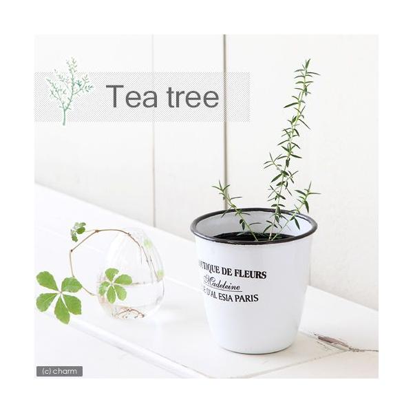 ハーブ ツリー 苗の人気商品 通販 価格比較 価格 Com