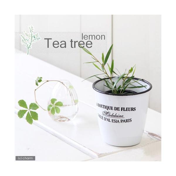 iϗtAjn[uc@eB[c[@@RiP|bgj@ƒ؉@I[W[vc