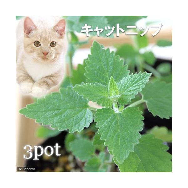 iϗtAjn[uc@Lbgjbv@R@RiR|bgj@L@ƒ؉