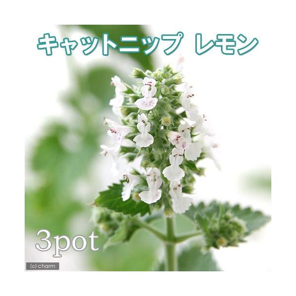 苗 キャットニップの人気商品 通販 価格比較 価格 Com