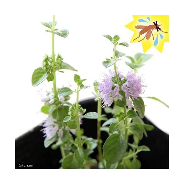 iϗtAjn[uc@~g@yj[C~g@RiP|bgj@A@ƒ؉