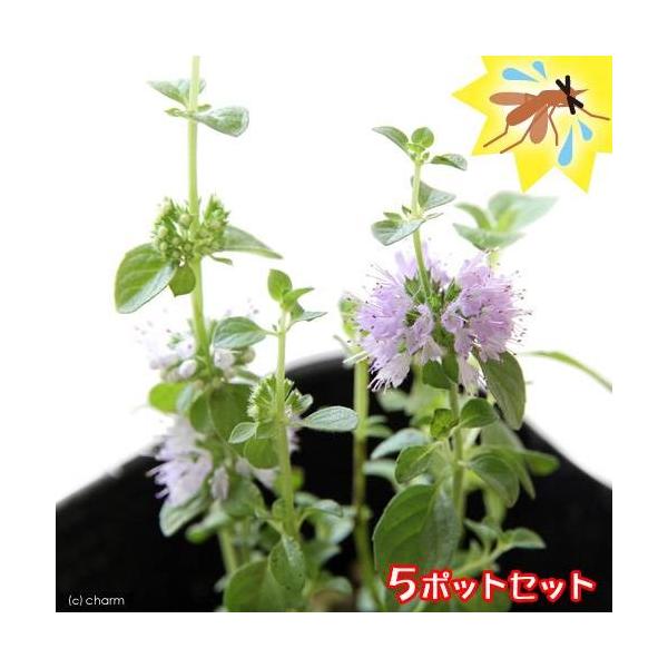 観葉　_gardening　ガーデニング　観葉植物　ハーブ　虫除け　musikonai_pio　mushiyoke_plants　除虫草　虫よけ　虫除け植物シリーズ　herbpot_series　20110715　ＨＴ　b13xgs05ガー...