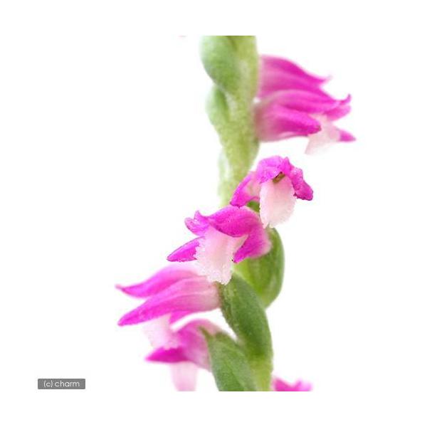 iR쑐jlWoiiWYjQDTixjiP|bgjixԁj