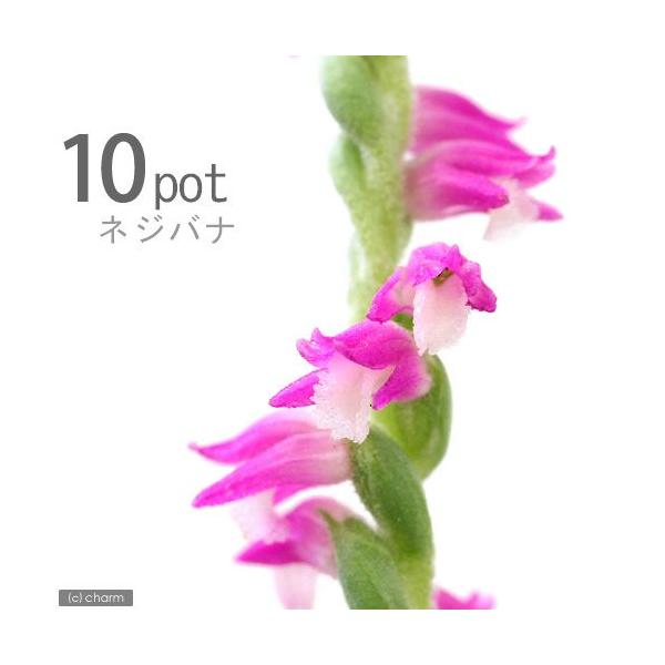 iR쑐jlWoiiWYj@QDTixjiPO|bgZbgjixԁj