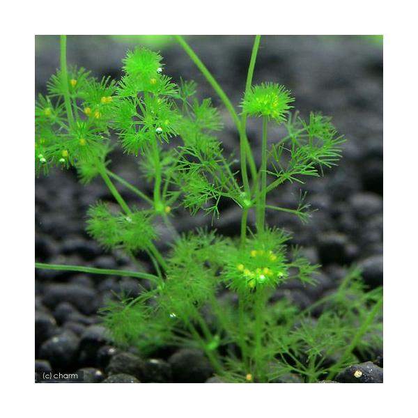 ij}tXRi_jiT{j@kCq֗vۉ