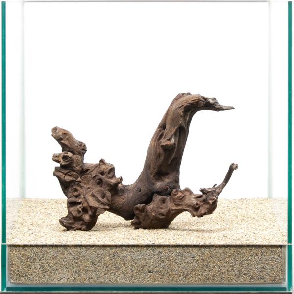 一点物 サンゴウッド 30cm水槽用 859650 : チャーム charm