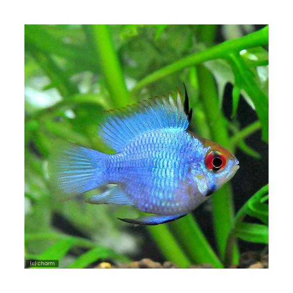 PF_SPQ　_aqua　熱帯魚・エビ他　シクリッド　アピスト・ラミレジィ・他　バルーンブルーダイヤモンド・ラミレジィ　１匹　fish_database　中南米産　バルーンブルーラム　コバルトブルーバルーンラミレジ　southamerica...