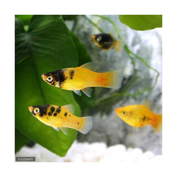 PF_SPQ　_aqua　熱帯魚・エビ他　プラティ・卵胎生メダカ　プラティの仲間　ゴールデンパンダ・プラティ　２匹　fish_database　メダカの仲間　Ｘｉｐｈｏｐｈｏｒｕｓ　ｍａｃｕｌａｔｕｓ　ｖａｒ．　ビギナーにオススメ　2010...