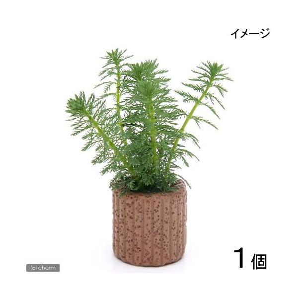 ijCt}`ij~ItBDiKCAih[tjitji_jiPj