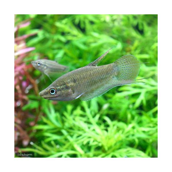 （熱帯魚）クローキング・グラミー（４匹） 北海道・九州航空便要保温