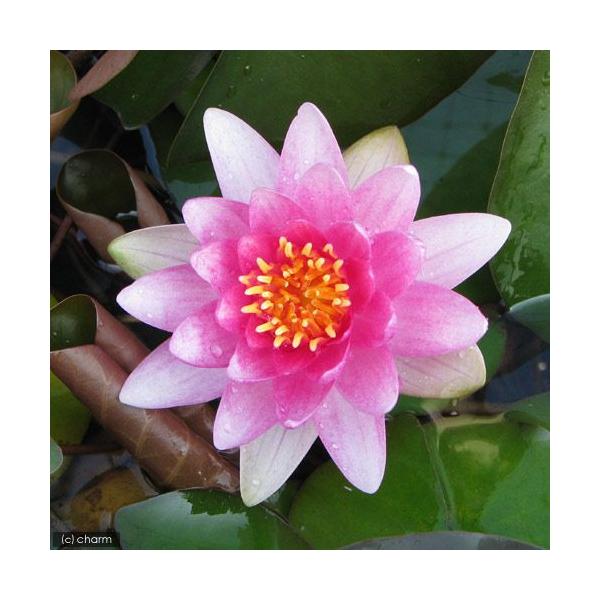 irIg[vj@@ѐ@iXCjij@RN[[@b@iP|bgjixԁj