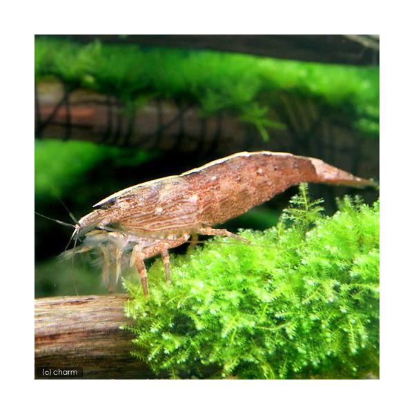 PF_SPQ　_aqua　熱帯魚・エビ他　ロックシュリンプ　アジアロック・シュリンプ　アジアロックシュリンプ　Ｌサイズ　１匹　fish_database　スラウェシミニ　セレベスミニ　バンブーファンシュリンプ　バナナシュリンプ　201106...