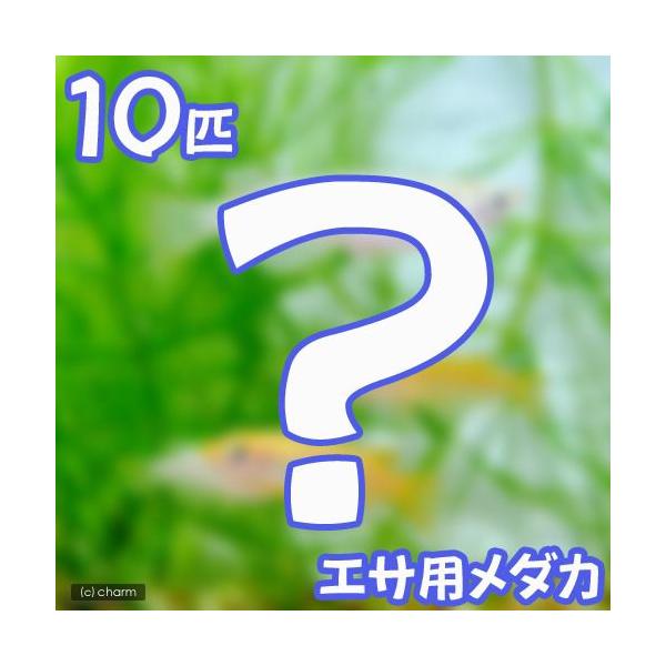 ikime_mm　_kame　生き餌　えさ　_aqua　_hachu　金魚　メダカ　Ｏｒｙｚｉａｓ　ｌａｔｉｐｅｓ　ｖａｒ．　アクア用品　餌　給餌器　生餌　ブライン　エサ用メダカ　１０匹　熱帯魚　エビ他　日本産淡水魚　ヒメダカ単品　日淡　肉...