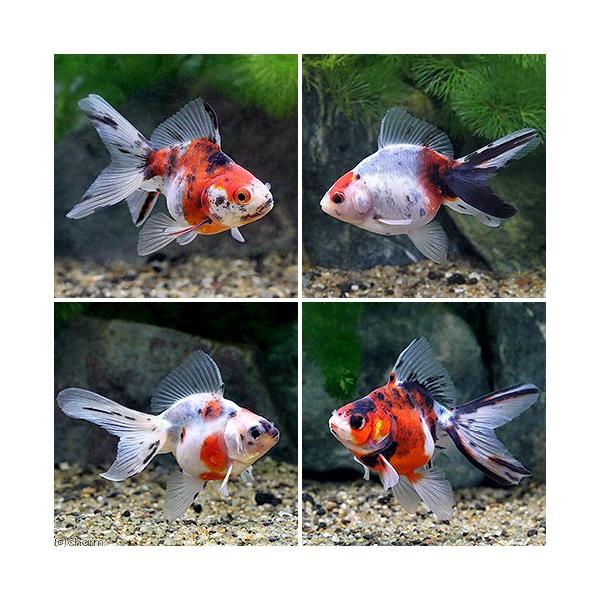 錦鯉　メダカ　金魚 メダカ・金魚・熱帯魚 DVDつき | 書籍 | 小学館