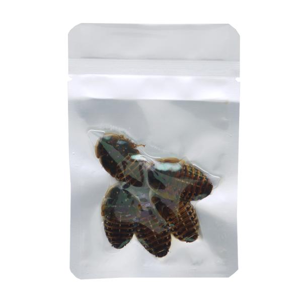 _animal　_aqua　_kame　hwlist　naisyoku_syukei　mv_pbgs　1set　ＰＲＯＢＵＧＳ　ＥＣＯ-ＦＲＥＳＨ　ＩＮＳＥＣＴ　ＧＲＡＳＳＨＯＰＰＥＲ　保鮮虫　グラスホッパー　真空生昆虫　プロバグズ　pro...