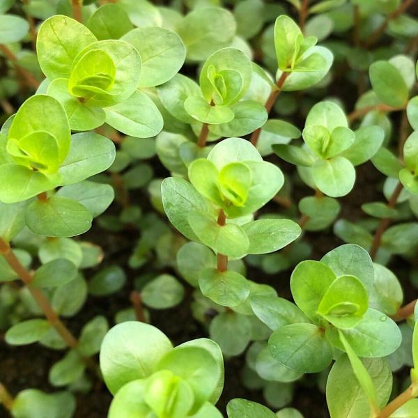 水草 ロタラ 水草の人気商品 通販 価格比較 価格 Com