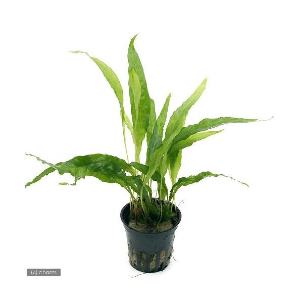 ij~N\E@vevXigsJ|bgji_jiR|bgj