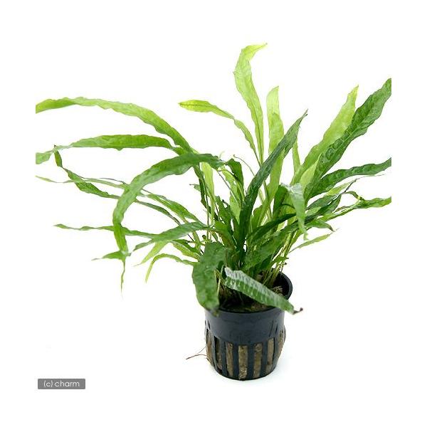 ij~N\E@i[igsJ|bgji_jiR|bgj