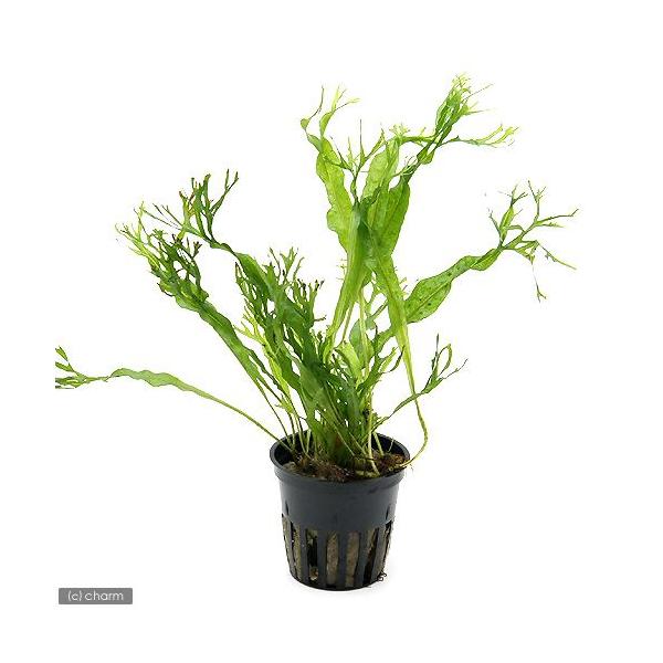 ij~N\E@EFfBtigsJ|bgji_jiR|bgj