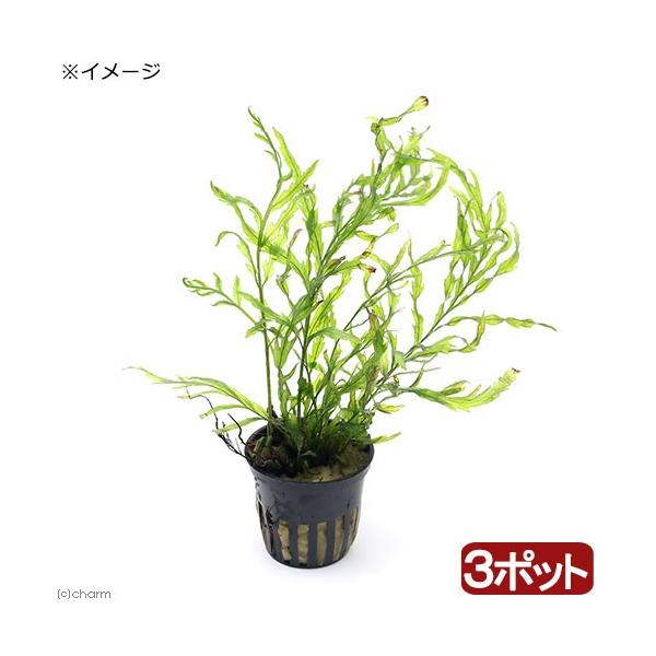 ij{reBX@qfBeBigsJ|bgjitji_jiR|bgj