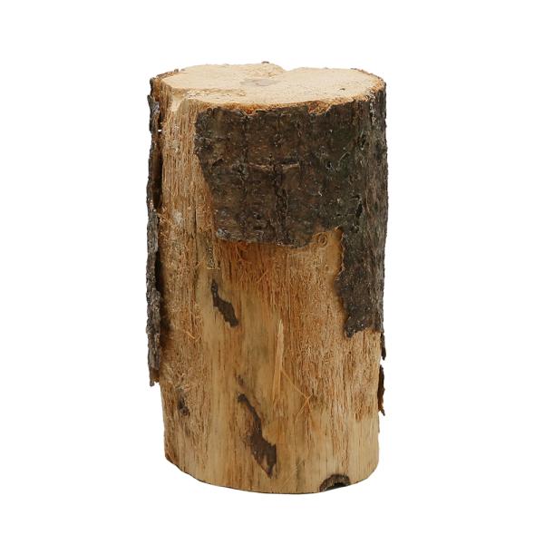 昆虫　クワガタムシ　くわがた虫　オオクワガタ　ヒラタクワガタ　ノコギリクワガタ　コクワガタ　エサ皿・のぼり木　選別もれ　産卵木　コナラ　クヌギ　_insect　７ｃｍ　９ｃｍ　中目　Y22M11　20221107　saizw　rareich...