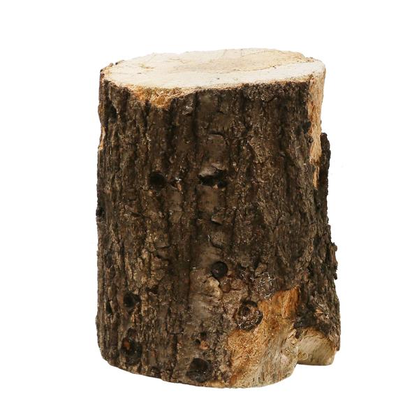 昆虫　クワガタムシ　くわがた虫　オオクワガタ　ヒラタクワガタ　ノコギリクワガタ　コクワガタ　エサ皿・のぼり木　選別もれ　産卵木　コナラ　クヌギ　_insect　9cm　15cm　太目　Y22M11　20221107　saizw　rareic...