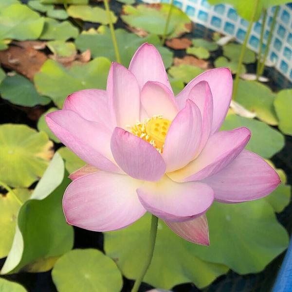 ビオトープ　ガーデニング　水辺植物　ハス　hasu_10bai0731　all_plants　sp_gardenハス　tuihi_rotas0614　womsomdi43　発芽待ちハス　ハス各種　set_hasu_momo　育て方　育成方法...