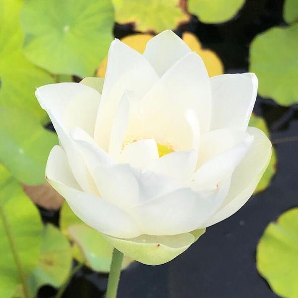 ビオトープ　ガーデニング　水辺植物　ハス　hasu_10bai0731　all_plants　sp_gardenハス　tuihi_rotas0614　womsomdi43　発芽待ちハス　ハス各種　set_hasu_momo　育て方　育成方法...