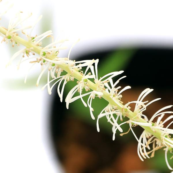 _gardening　ガーデニング　山野草　植物　植物生体　ガーデニング生体　育て方　育成方法　栽培方法　草花盆栽　草物盆栽　園芸　品種　種類　多年草　シュロソウ科　Ｍｅｌａｎｔｈｉａｃｅａｅ　シライトソウ属　Ｃｈｉｏｎｏｇｒａｐｈｉｓ　ｊ...