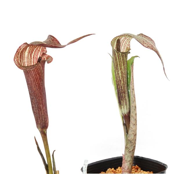 kotenplant　_gardening　ガーデニング　山野草　球根　植物　植物生体　ガーデニング生体　育て方　育成方法　栽培方法　盆栽　テンナンショウ　天南星　マムシソウ　マムシグサ　サトイモ科　Araceae　テンナンショウ属　Ａｒｉ...