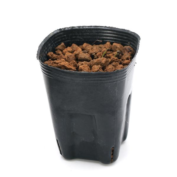 kotenplant　_gardening　育て方　育成方法　栽培方法　古典園芸　園芸　ガーデニング　山野草　盆栽　多年草　品種　種類　花　花苗　サイシン　細辛　カンアオイ　寒葵　アオイ　葵　ウマノスズクサ科　カンアオイ属　20240222...