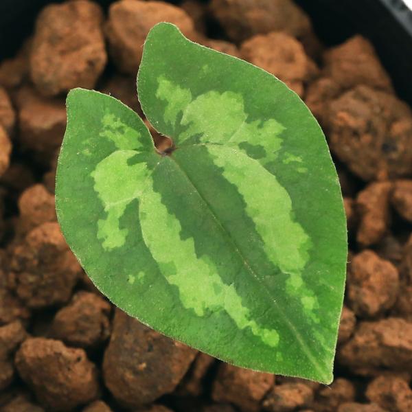 kotenplant　_gardening　育て方　育成方法　栽培方法　古典園芸　園芸　ガーデニング　山野草　盆栽　多年草　品種　種類　花　花苗　サイシン　細辛　カンアオイ　寒葵　アオイ　葵　ウマノスズクサ科　カンアオイ属　Ａｓａｒｕｍ　ｎ...