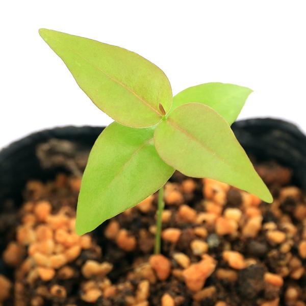 _gardening　植物　植物生体　ガーデニング生体　育て方　育成方法　栽培方法　熱帯果樹　果樹苗　苗　トロピカルフルーツ　ピタンガ　スリナム　ブラジリアン　カイエン　チェリー　フトモモ科　エウゲニア属　Ｅｕｇｅｎｉａ　ｕｎｉｆｌｏｒａ　...