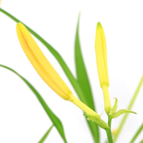 _gardening　ガーデニング　山野草　Ｈｅｍｅｒｏｃａｌｌｉｓ　ｄｕｍｏｒｔｉｅｒｉ　ｖａｒ．　ｅｓｃｕｌｅｎｔａ　ヘメロカリス　ワスレグサ　ゼンテイカ　禅庭花　エゾゼンテイカ　蝦夷禅庭花　ニッコウキスゲ　gar_sanya1410　...