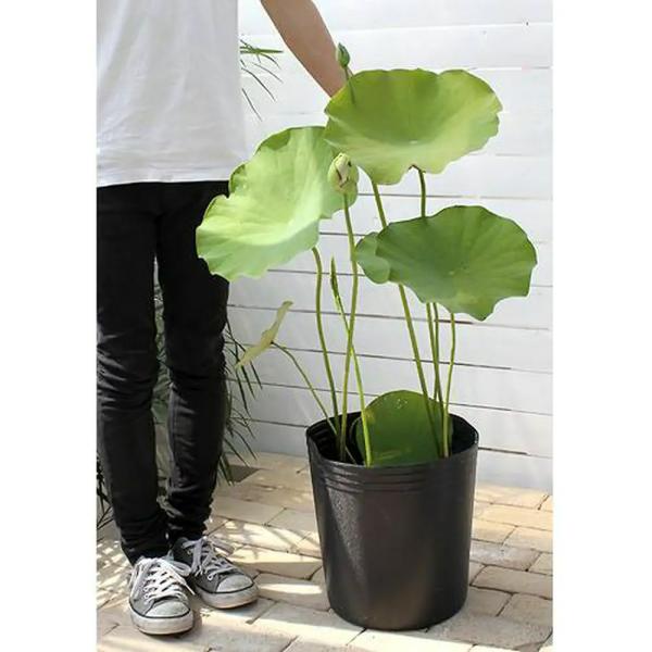 ビオトープ　ガーデニング　水辺植物　ハス　hasu_10bai0731　all_plants　sp_gardenハス　tuihi_rotas0614　womsomdi43　発芽待ちハス　ハス各種　set_hasu_momo　育て方　育成方法...